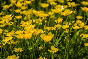 Obraz premium Greater celandine after rain. Herb yellow celandine, Chelidonium majus, flowering in forest.