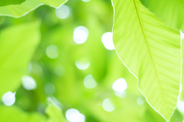 green leaves background