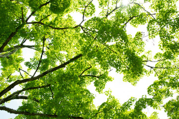 Fototapeta na wymiar Summer Maple Leaves. Green leaves against a bright blue sky.