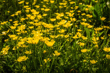 Greater celandine after rain. Herb yellow celandine, Chelidonium majus, flowering in forest.