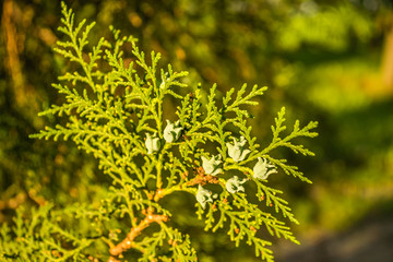 Green leaves are evergreen plants Thuja