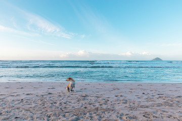 Dog at the beach, in front of the ocean