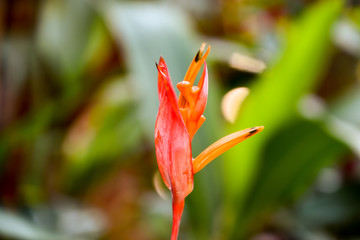 exotic Red Strelitzia reginae flower bud paradise - 265490049