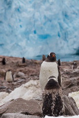 Gentoo penguins in Antarctica - 265490204