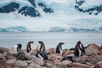 Gentoo penguins in Antarctica - 265490223