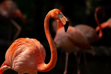 America flamingo © J.NATAYO