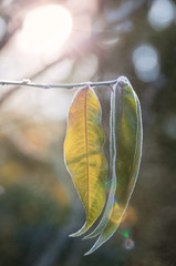 Winter Blatt