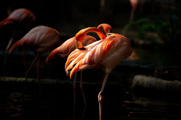 America flamingo