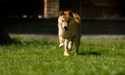 Dog breed shiba Inu runs on the lawn