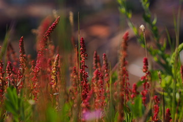 Red and green plants in galician nature