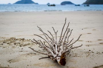 dried branch lying at white sand in the beach - 265490843