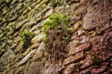 Steinmauer mit Gewächs (warm)