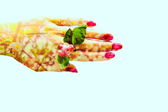 Female hand with pink nail polish and flowers between the fingers