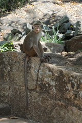 Sri Lanka monkey on rock