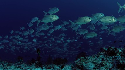 A huge school of Jacks. Big eye Trevally Jack, (Caranx sexfasciatus) Forming a polarized school, bait ball or tornado,Maldives, Indian Ocean, slow motion