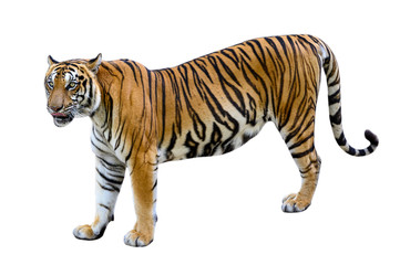 Fototapeta na wymiar tiger White background Isolate full body