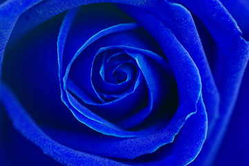 Blue rose flower background.