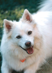 Big Smile from American Eskimo dog