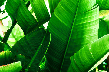 Tropical nature greenery background. Thicket of palm trees with big leaves. Saturated vibrant...
