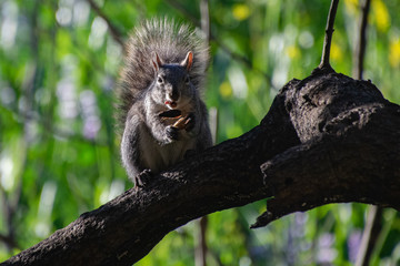 A Bushy Tailed Squirrel Enjoying his Meal