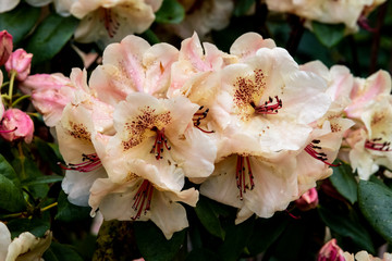 White and pink rhododendron in garden