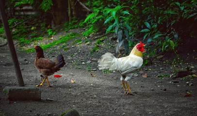 brown hen and white rooster 