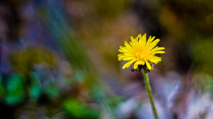 dandelion in the grass with copy space for text or image