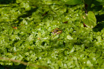 Bilder und Videos suchen entenflott