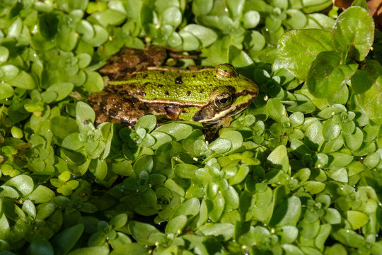 DIE 42 BESTEN BILDER, STOCKFOTOS UND ZU „Entenflott