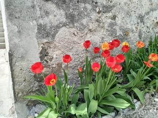 Tulips wall