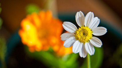 wild daisy flower blooming in spring