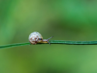Little snail on a green blade of grass