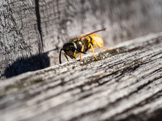Wasp sitting on a wooden fence