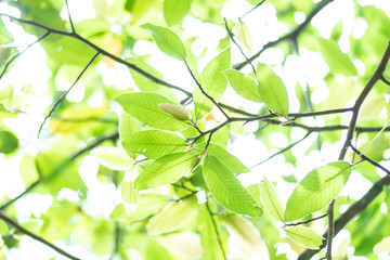 Fototapeta na wymiar Natural Green Tree Background.