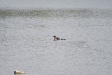 Birds on lake