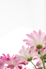 Obraz na płótnie Canvas Pink Chrysanthemum Flowers on White Background
