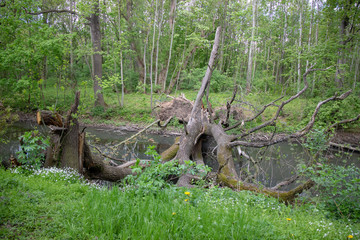 View of green natural forests with river in Leipzig Grosszschocher-Knautkleeberg district