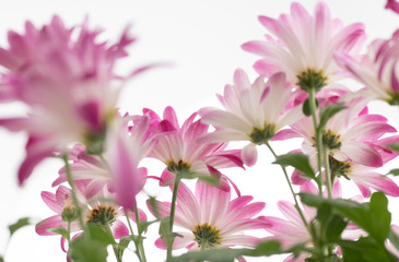 Pink Chrysanthemum Flowers on White Background
