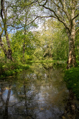 View of green natural forests with river in Leipzig Grosszschocher-Knautkleeberg district