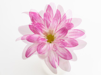 Pink Chrysanthemum Flowers on White Background