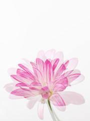 Pink Chrysanthemum Flowers on White Background