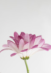 Fototapeta premium Pink Chrysanthemum Flowers on White Background