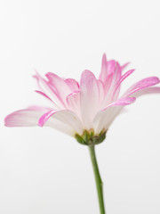 Fototapeta premium Pink Chrysanthemum Flowers on White Background
