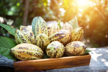 Close-up view of cacao pods on sunny blurred background pods cocoa pods organic chocolate farm hawaii