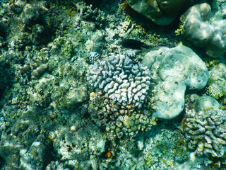 coral reef
