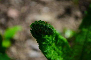 spring plants, the sprout of a young fresh green fern