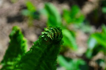 spring plants, the sprout of a young fresh green fern