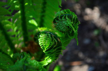 spring plants, the sprout of a young fresh green fern