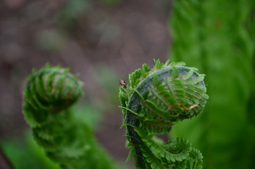 spring plants, the sprout of a young fresh green fern
