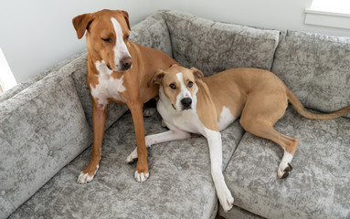 Short Haired Mixed Breed Dogs Relaxing on Gray Sofa 